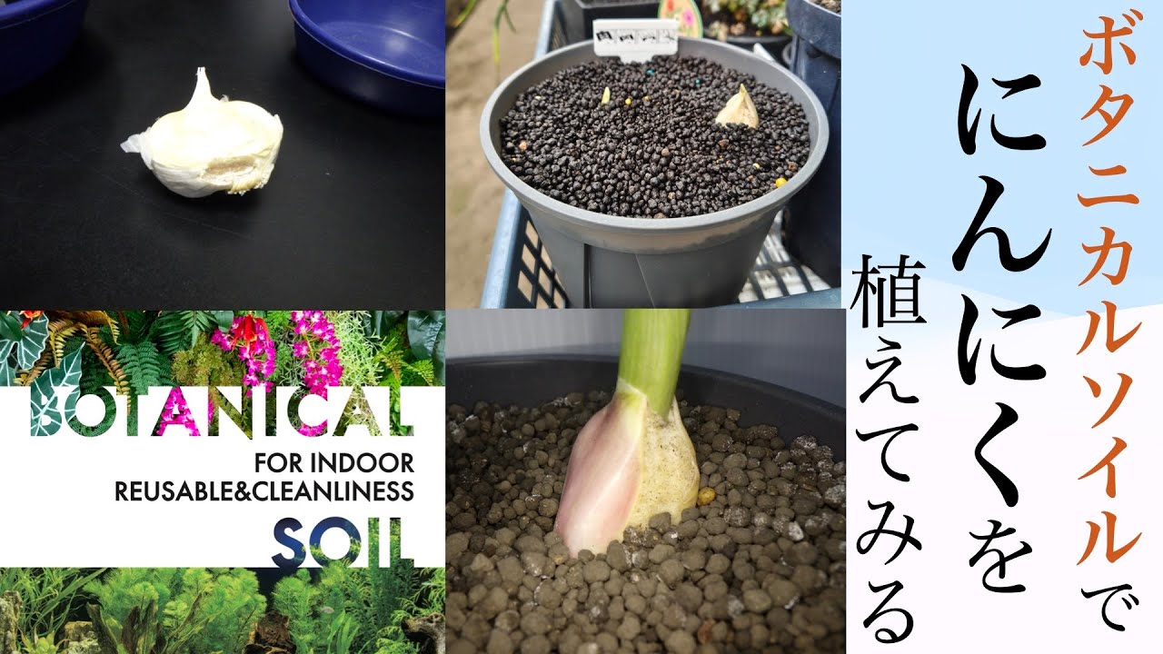 ボタニカルソイルでニンニクを植えてみる