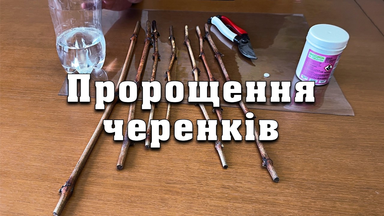 Найпростіший спосіб укорінення та пророщення черенків винограду. Цей спосіб перевірений роками