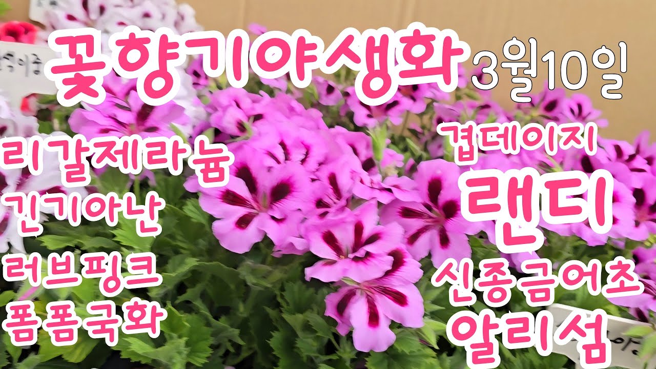 2026년 3월 10일 #리갈제라늄  #폼폼국화 #긴기아난 #공기정화식물  #flowers #겹데모루 #향기알리섬 #신종겹데이지