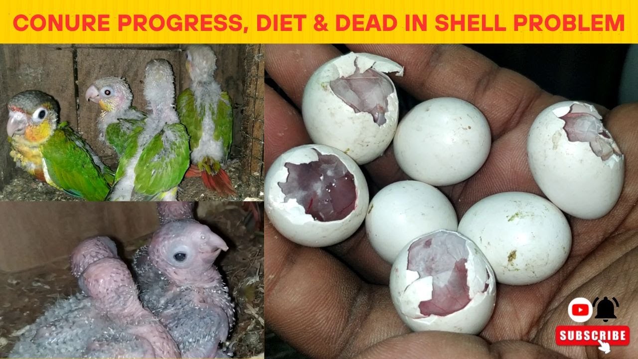 Conure progress and Dead in shell problem in Birds 😍😍// Sun conure & small conure@Conure Breeder