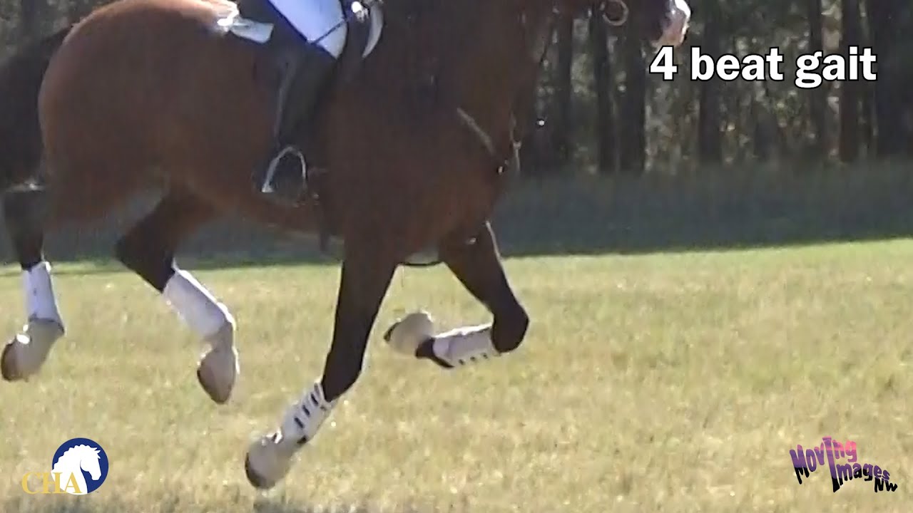 Gaits and Footfalls of the Horse with Julie Goodnight