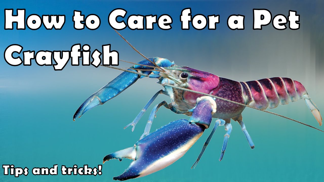 How to Keep Pet Crayfish