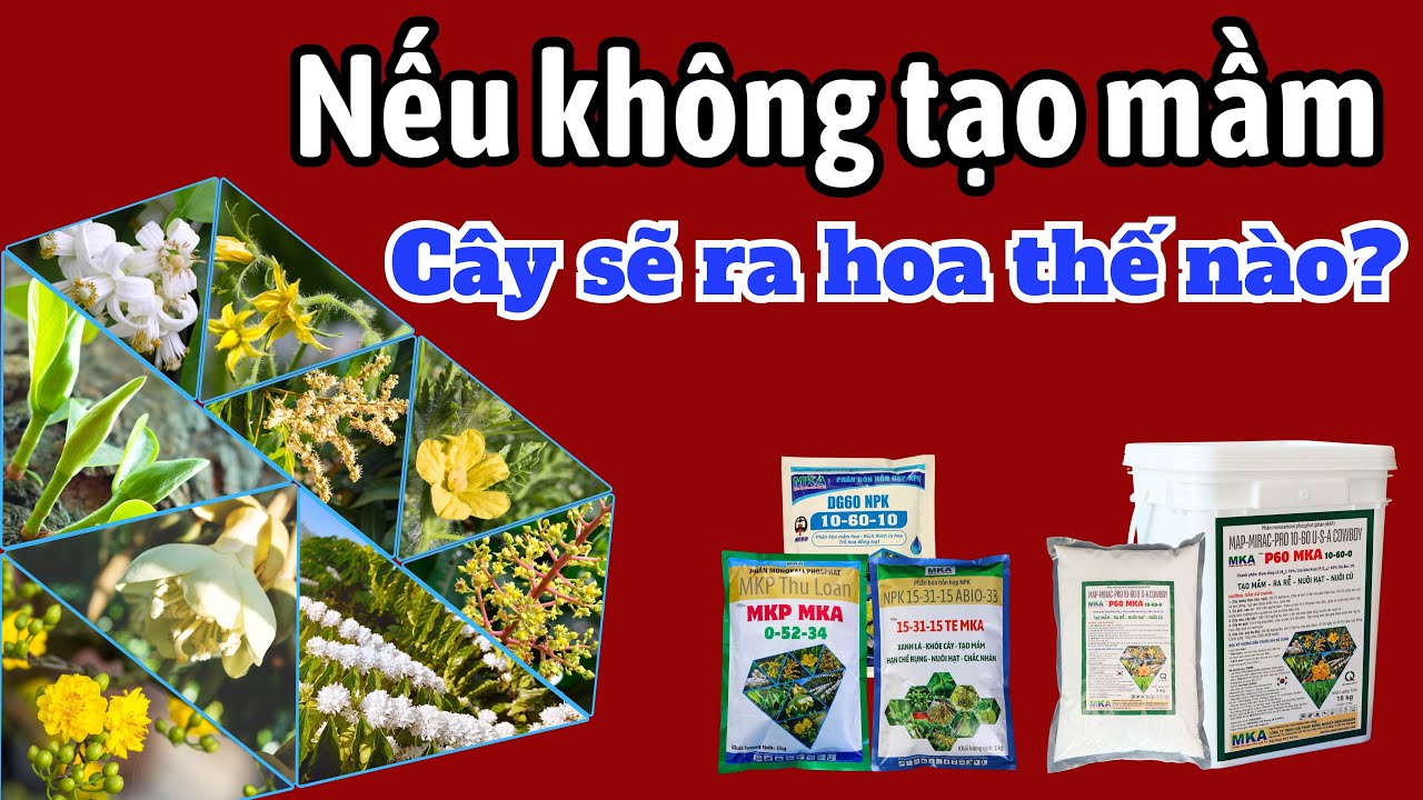 Không tạo mầm thì cây sẽ ra hoa thế nào? Yếu tố nào ảnh hưởng đến ra hoa?