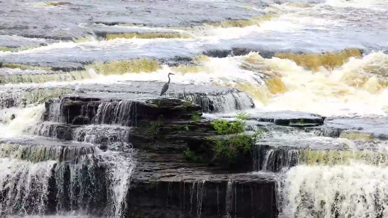 Looduse hääled: Narva juga | Голоса природы: Нарвский водопад