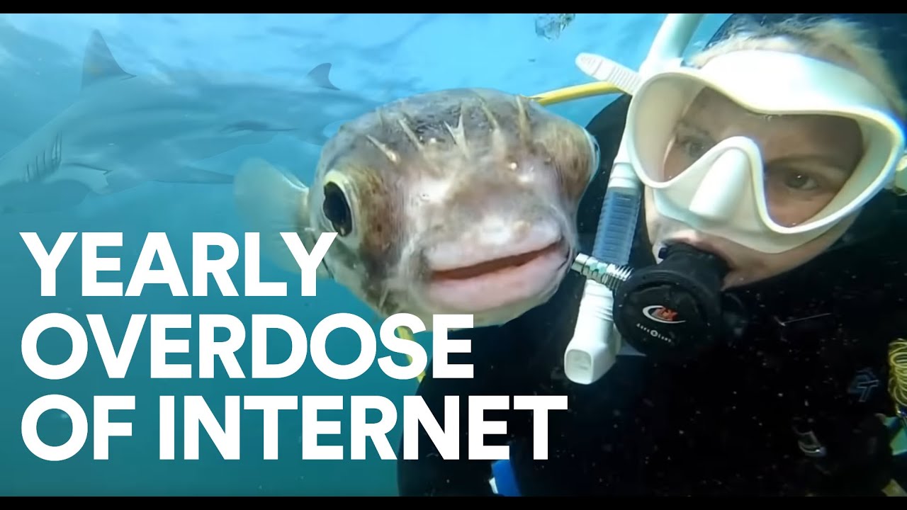 2021 Yearly Overdose of Internet | +5 Hours | Daily Dose of Internet Compilation without the intro's