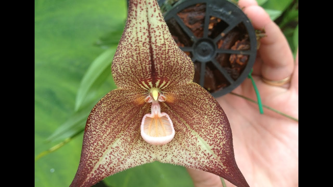 Dracula hirsuta orchid: detailed care and culture