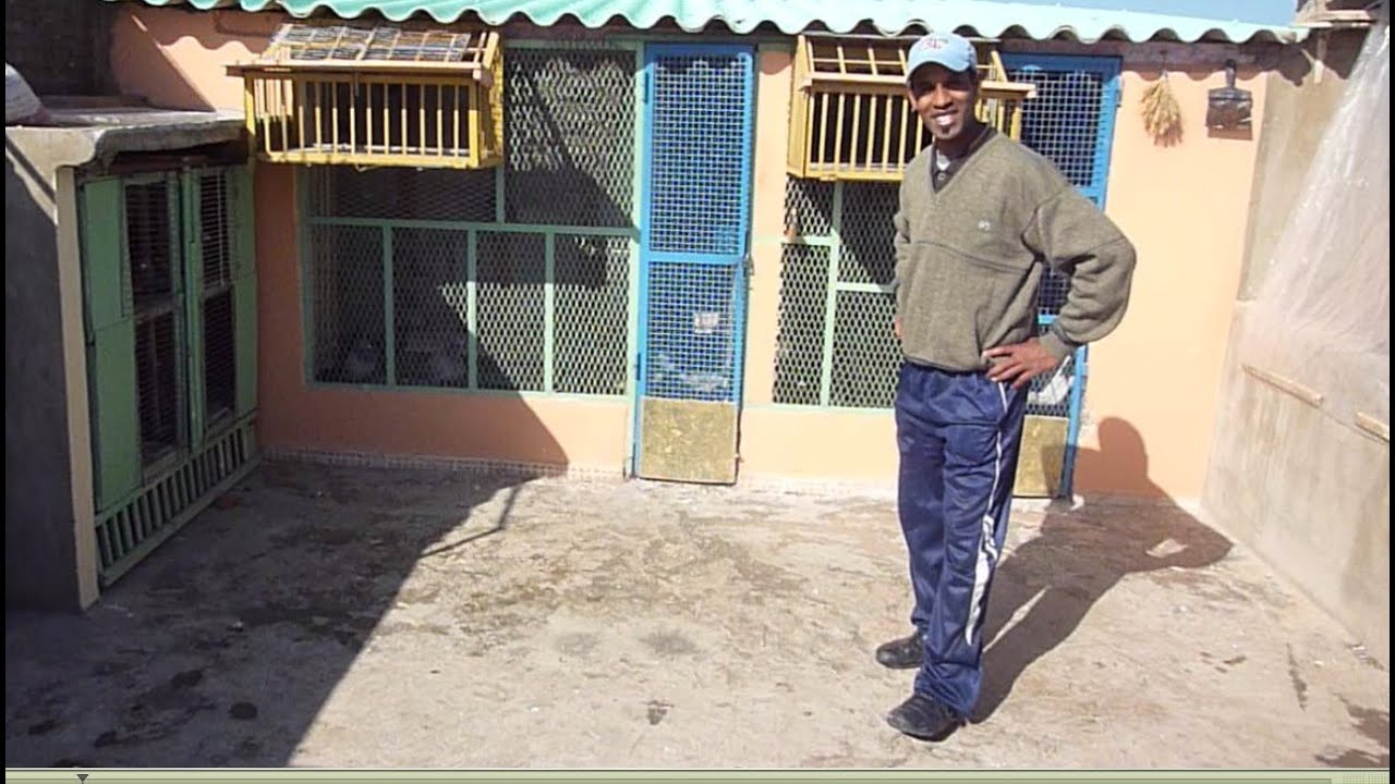 Ismail b pigeon voyageur KHALID BEN ABBI