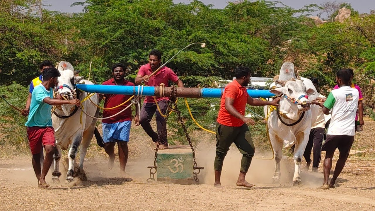 2026-ప్యాపిలి.సీనియర్స్.9వ జత.MVSR BULLS మార్తల వేంకట సుబ్బారెడ్డి గారు రంగసాయిపల్లి గ్రామం