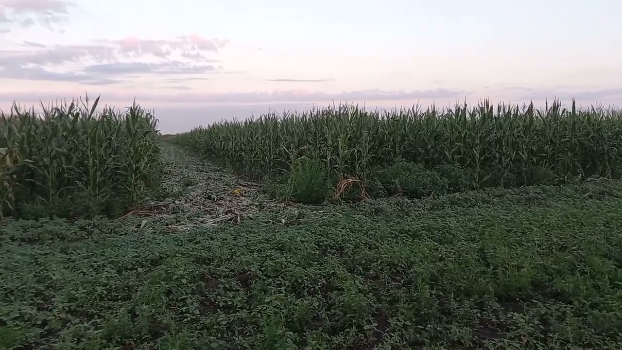 Оприскування кукурудзи на висоті 2,5 м
