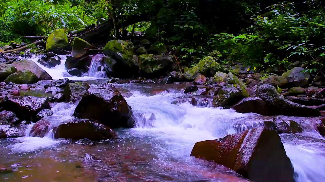 Mountain River Through Forest Trees | Peaceful Water Ambience for Sleep