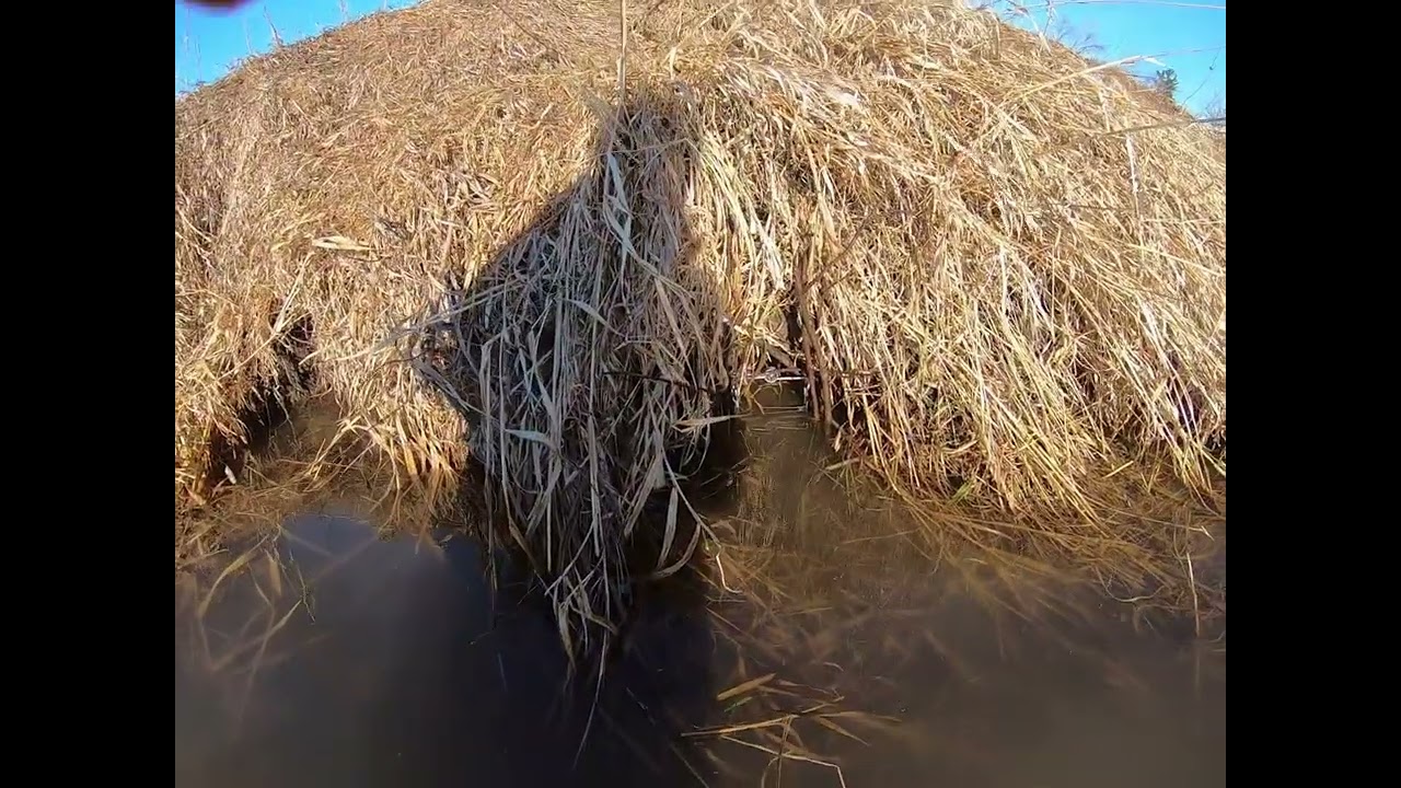 Mink and Muskrat creek trapping.