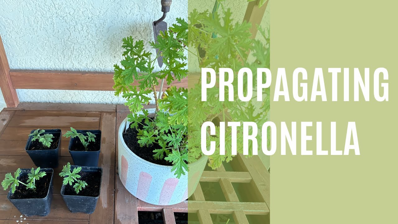 How to Propagate Citronella