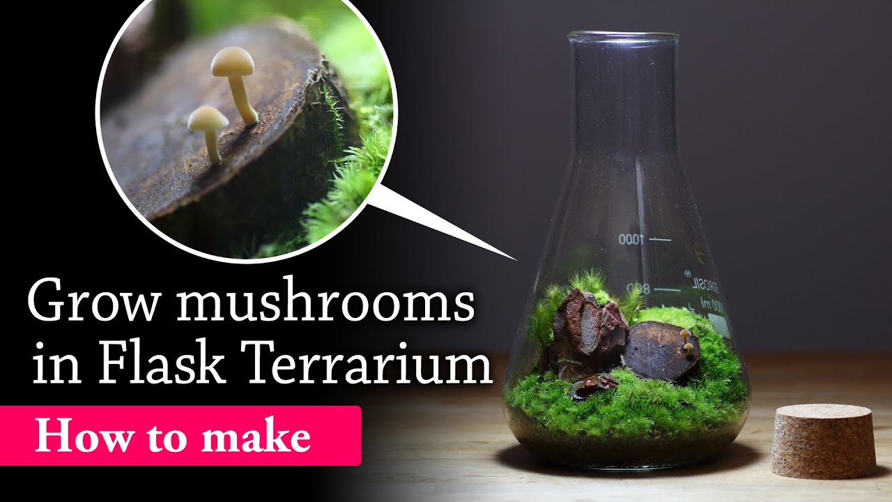 Grow mushrooms in Flask Terrarium [Mushroom Terrarium]