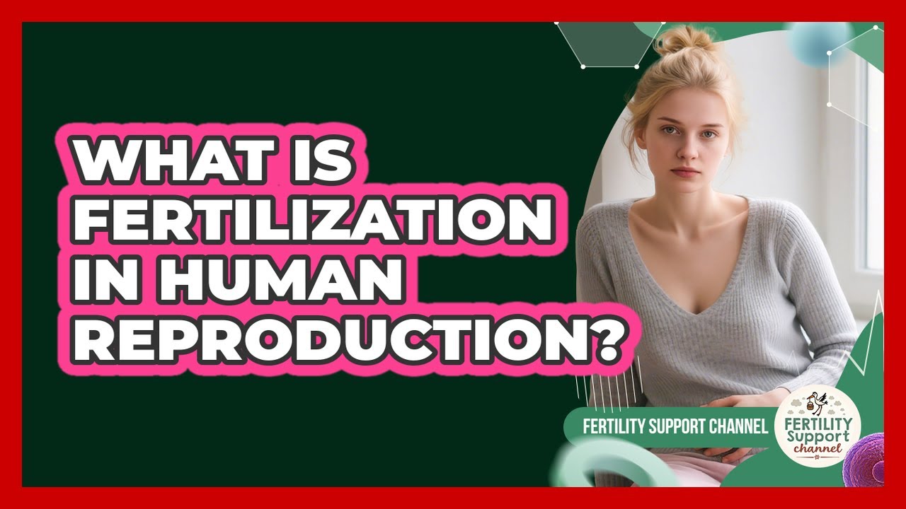 What Is Fertilization In Human Reproduction? - Fertility Support Channel