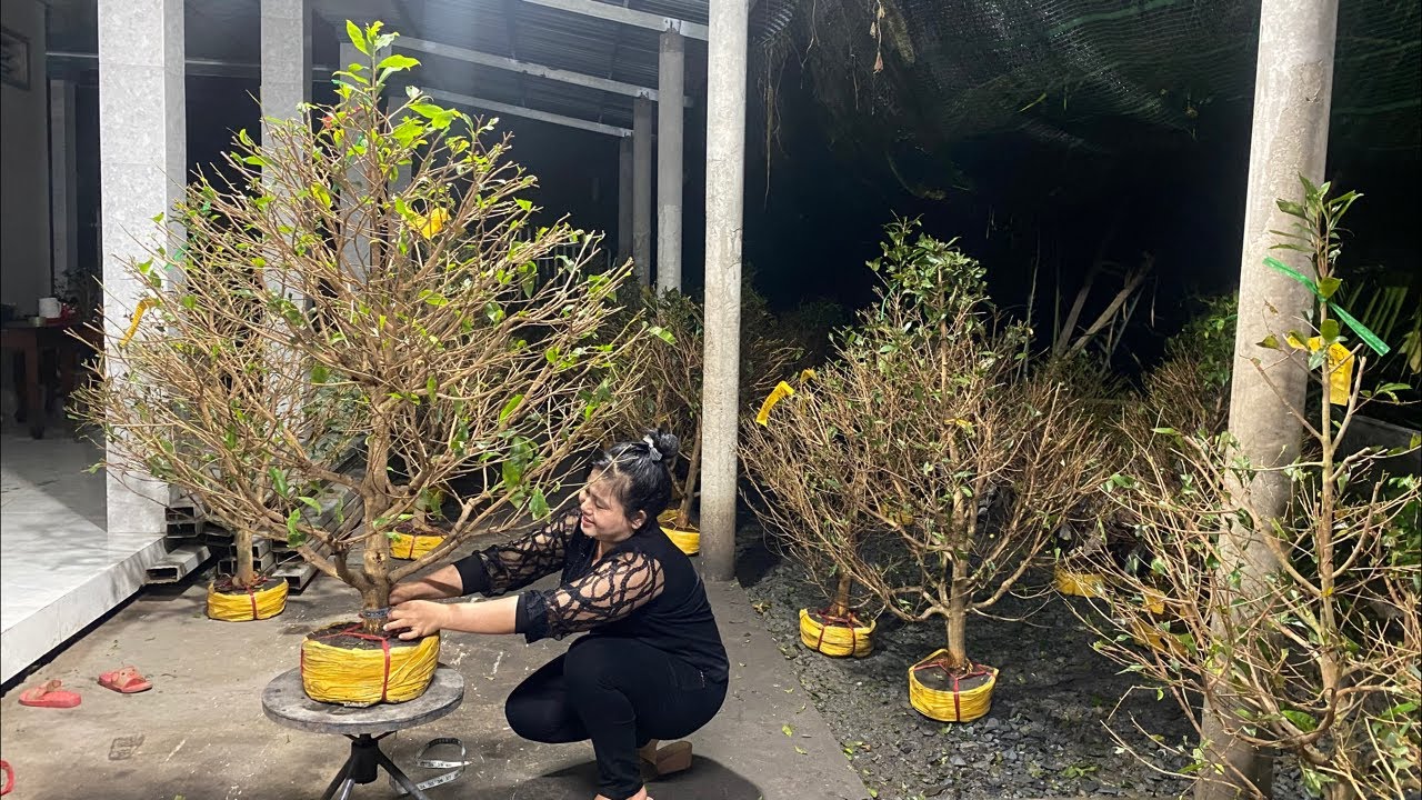 Mai tàng mùng 5 Tết, quẹo lựa