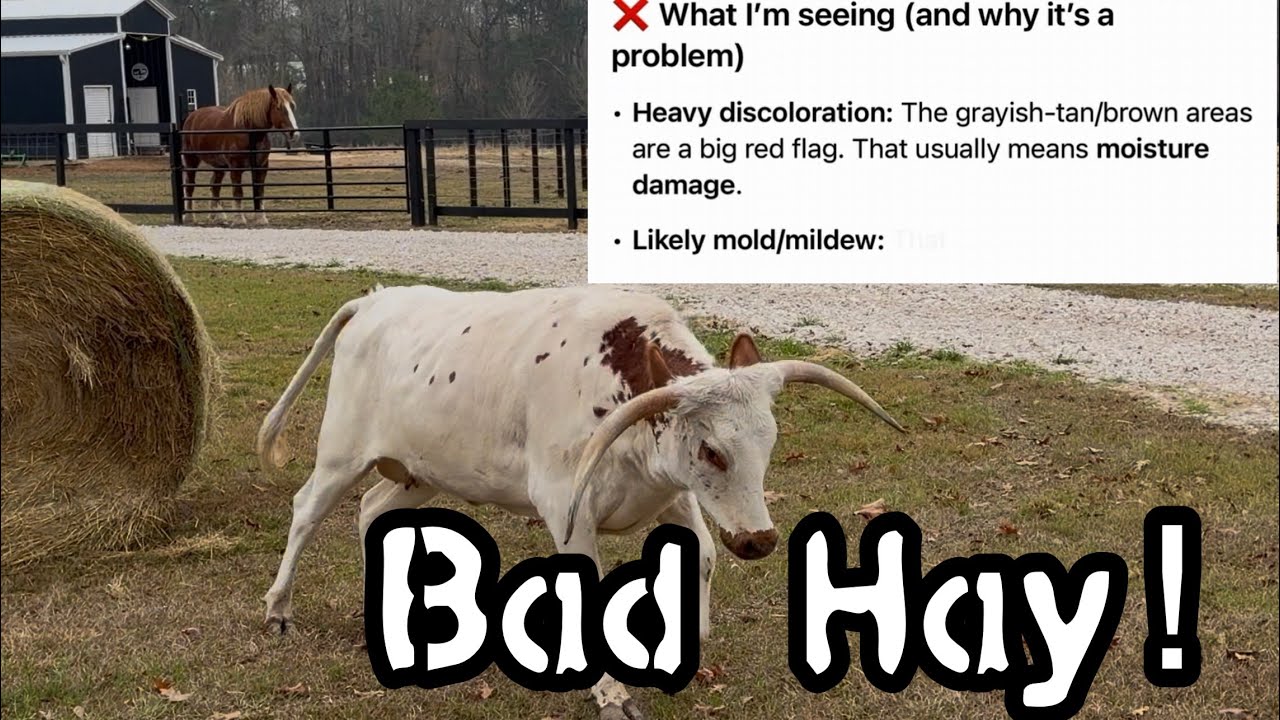 Bad Hay & Even Worse Customer Service! 