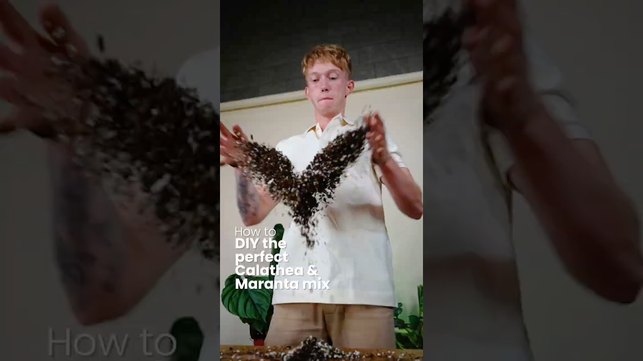 How to DIY the perfect soil to make your Calathea and Maranta Plants Happy!