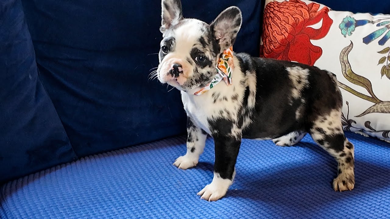 5 Reasons You SHOULD Choose a Frenchton Bulldog . . .