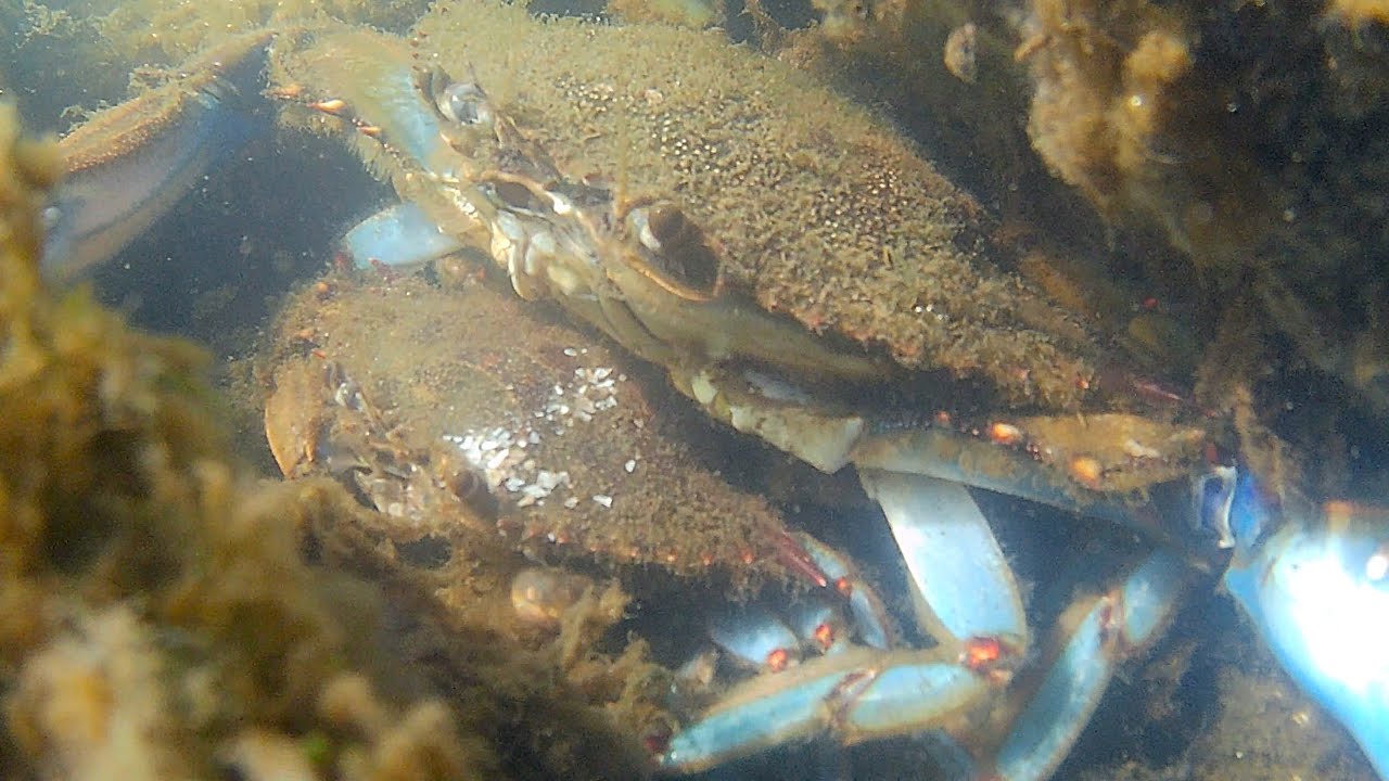 Blue Crab Couples! All About 