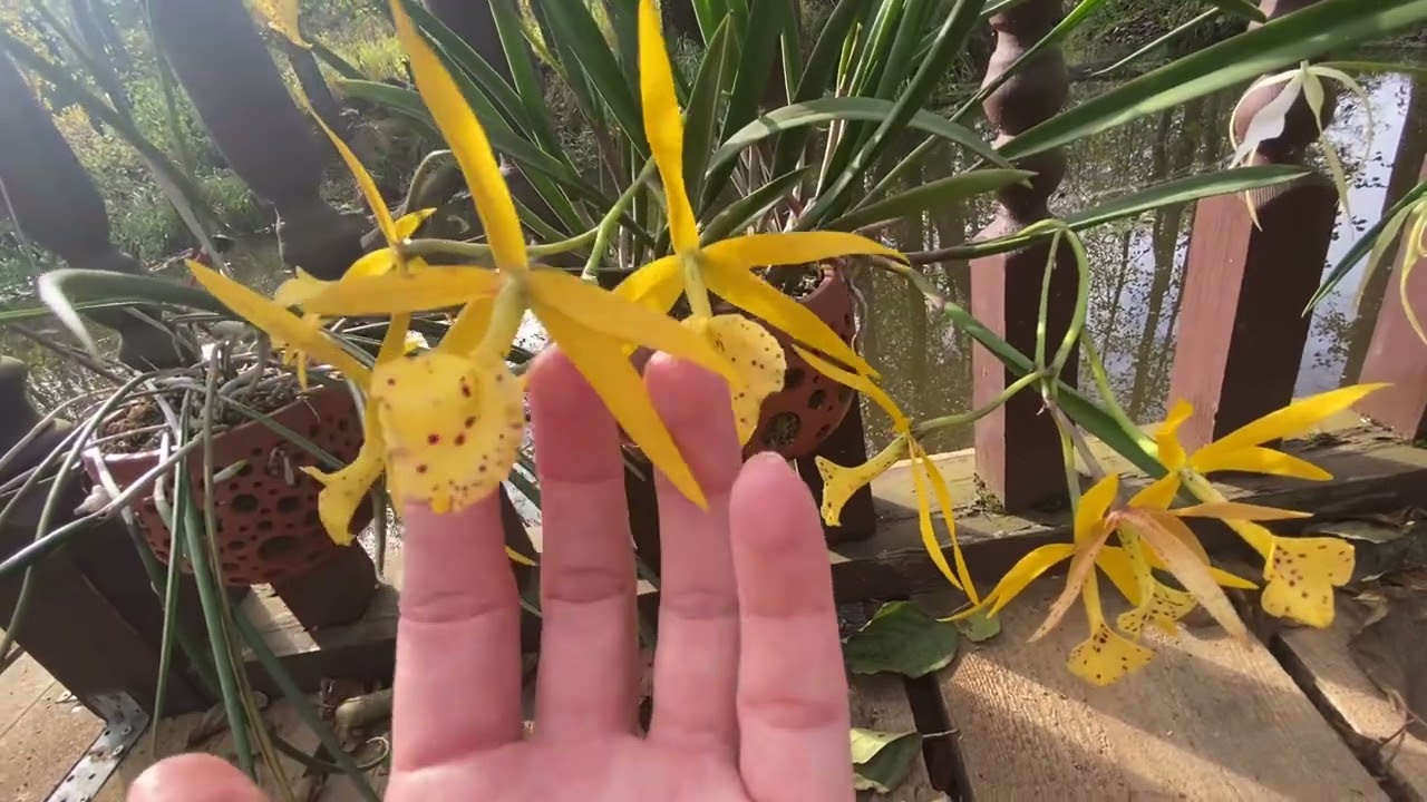 Brassavola Yaki / Brassavola cuculata 