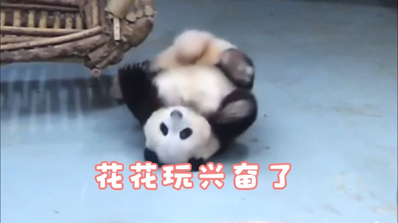8.28花花挑戰竹筒蘋果摔倒好多次都不放棄，胖寶寶在地上歡樂打滾