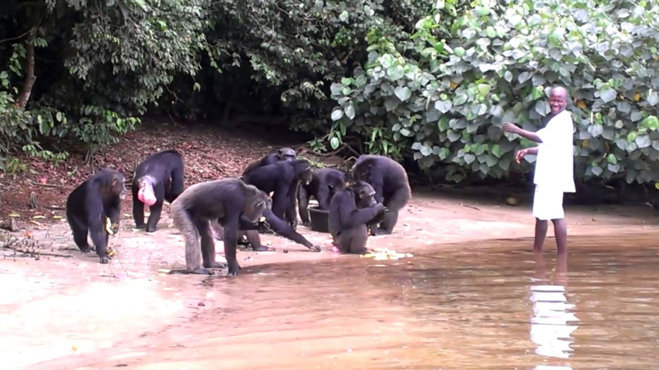 Feeding the Chimpanzee on  Island, Liberia