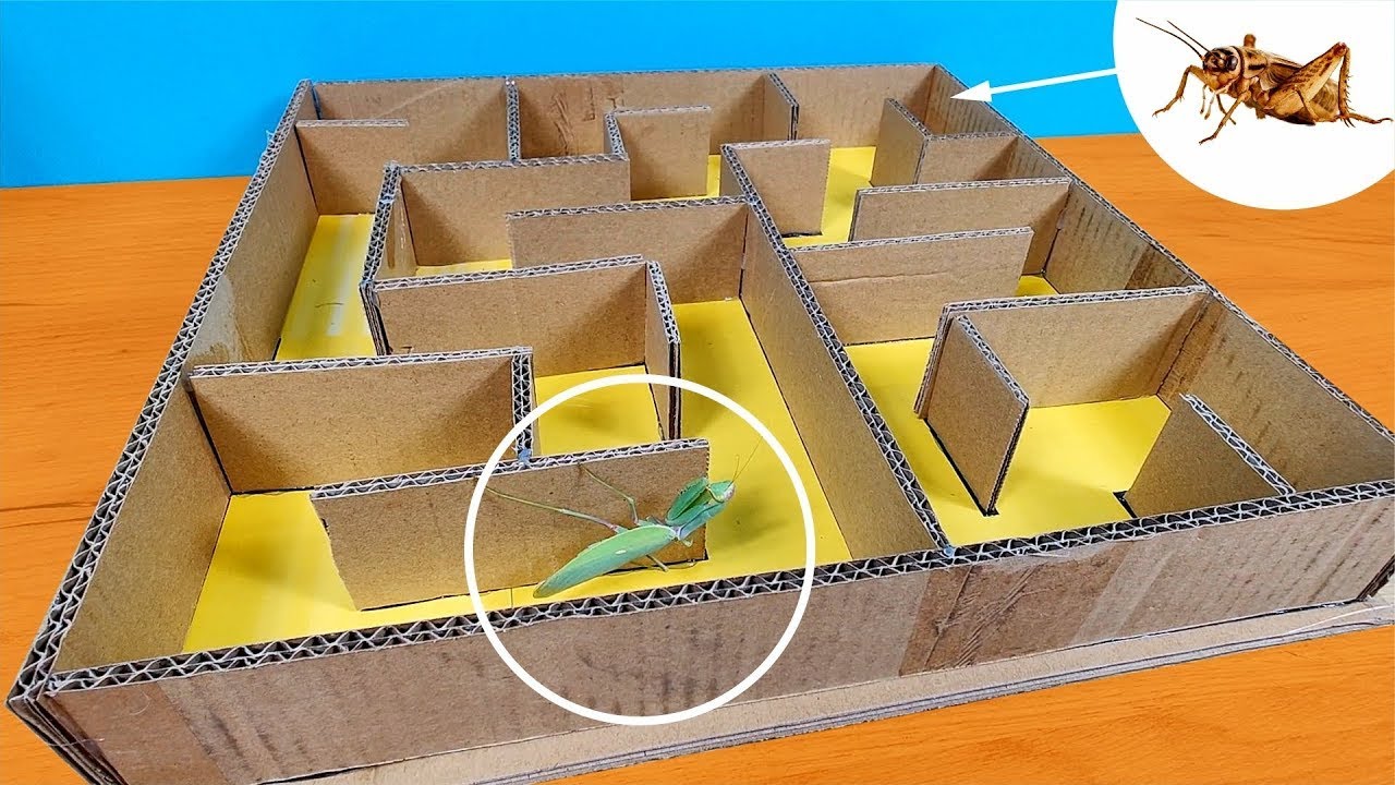 ¿MANTIS vs GRILLO en un LABERINTO?
