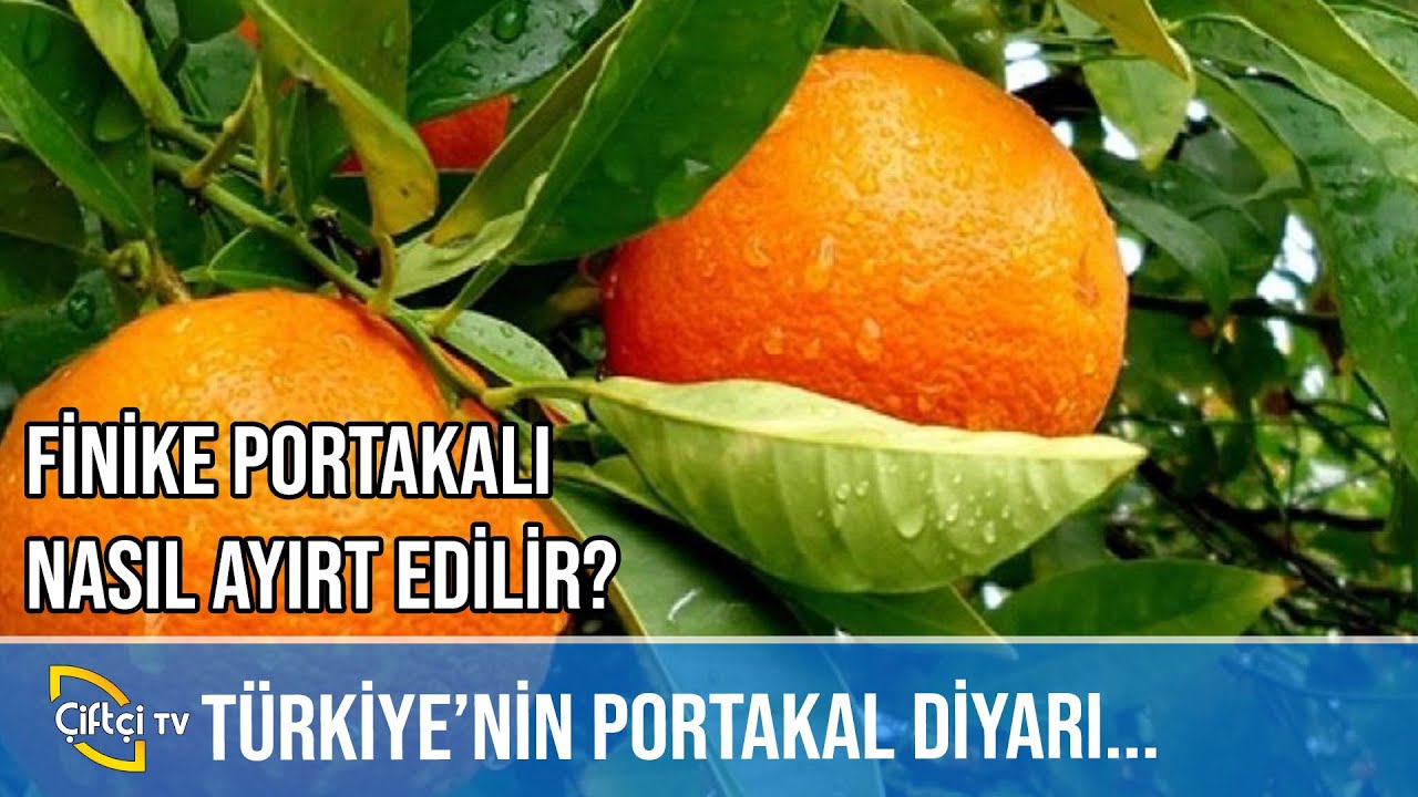 Türkiye'nin Portakal Diyarı - BENİM MEMLEKET