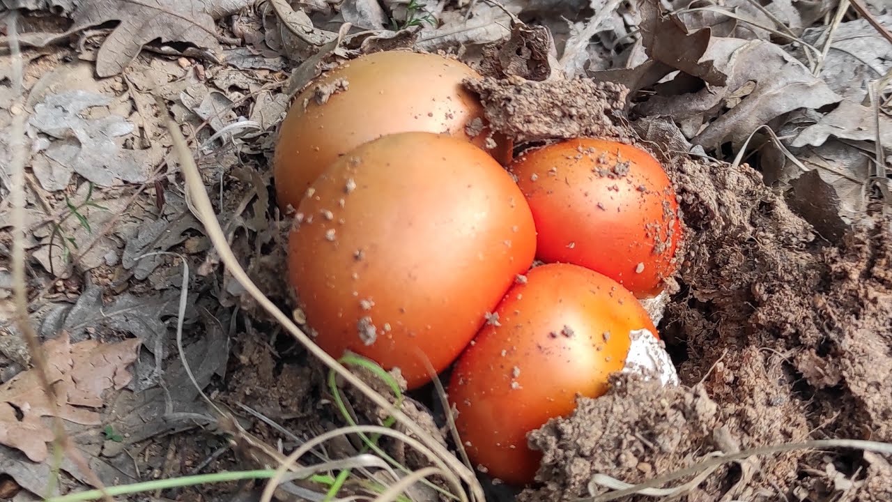 Amanita Caesarea - Yellow Invasion
