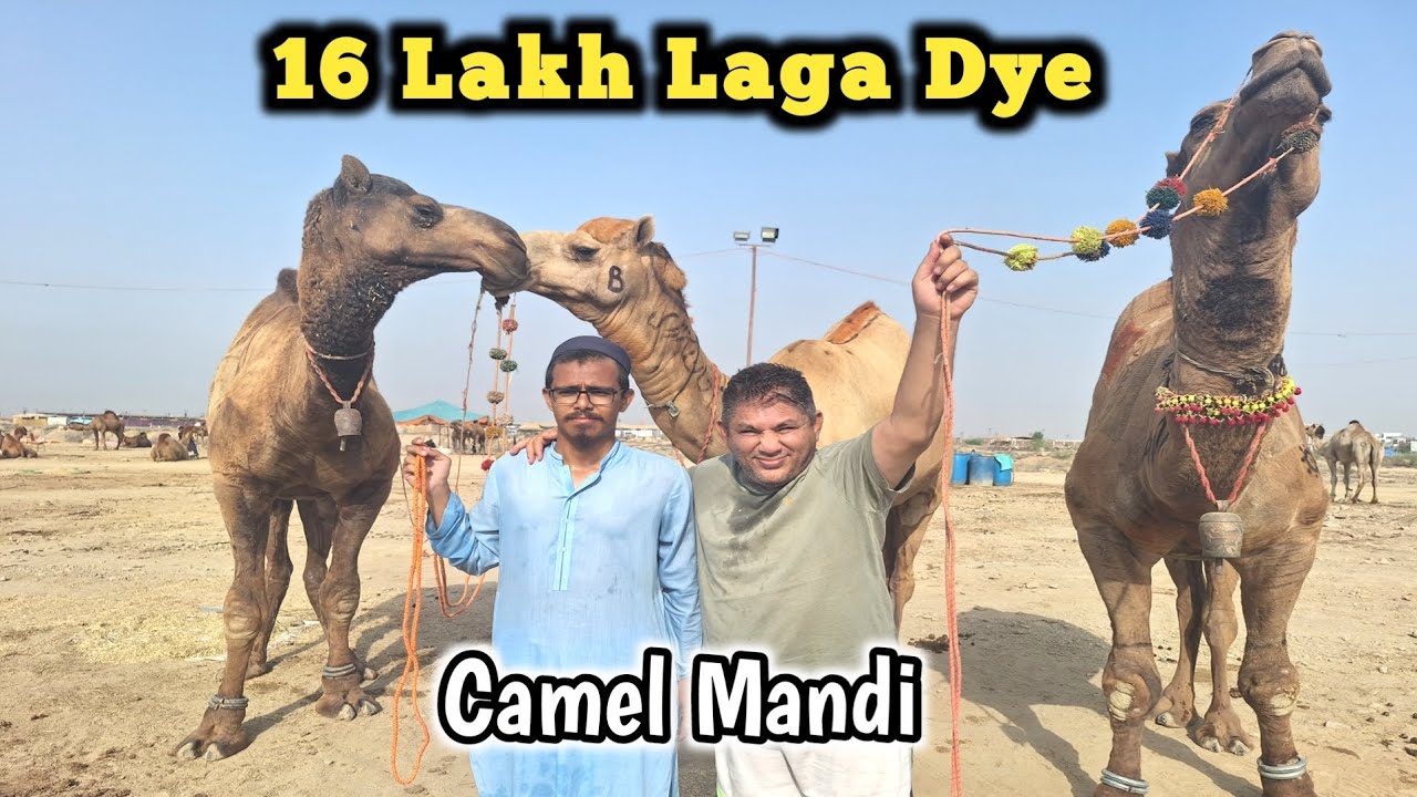 Camel Mandi Me Soda Karne Pohnch Gaye | Camel Mandi 2025 |