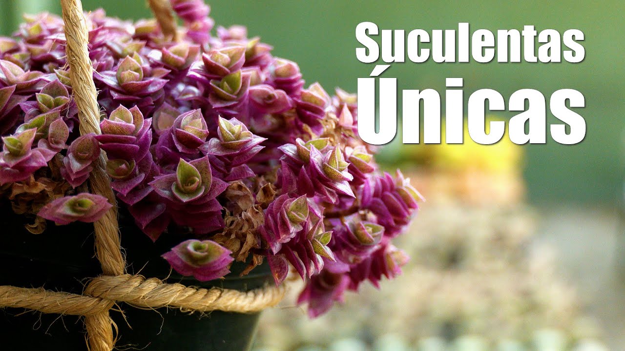 SUCULENTAS ÚNICAS en Plantas y Jardines - Teleamiga