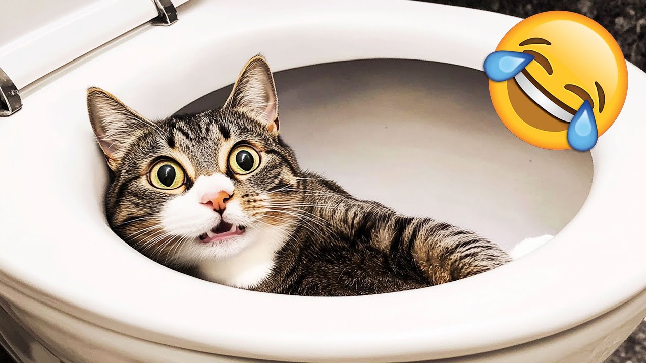 Funny Cat & Dog Videos 2025 😂 Funniest Animals 😂 Try Not To Laugh PART 21