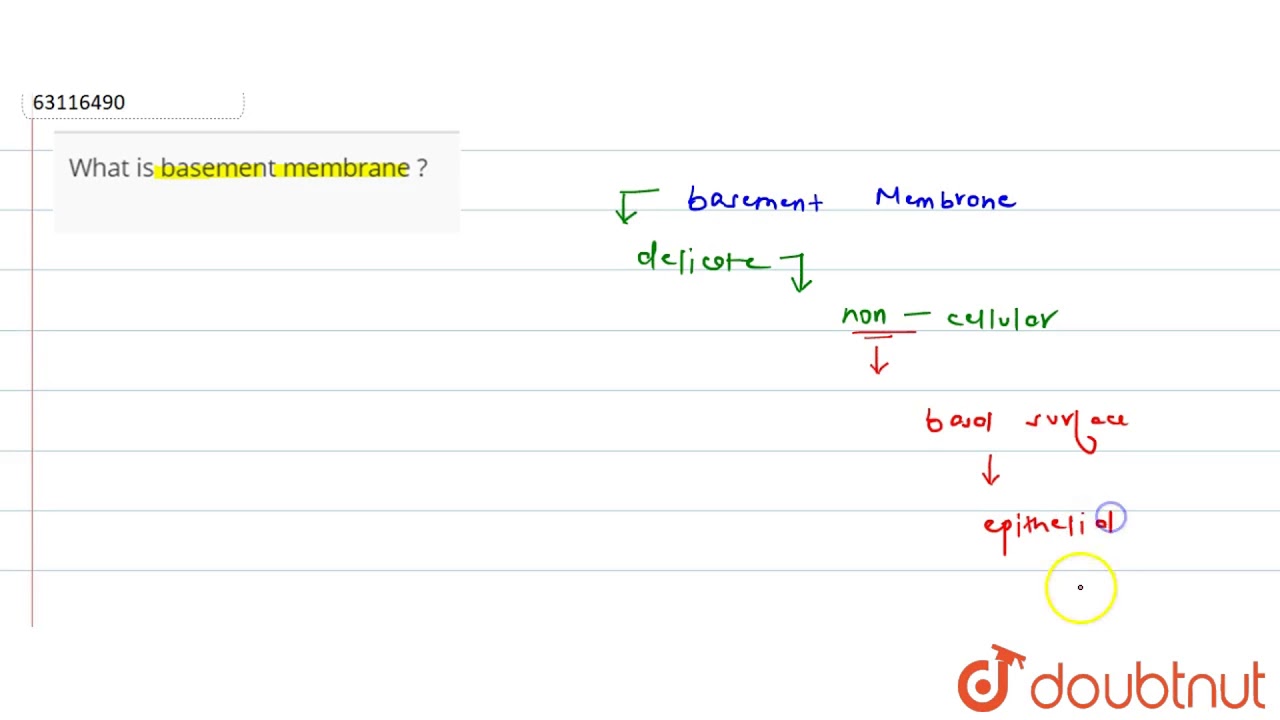 What is basement membrane ?