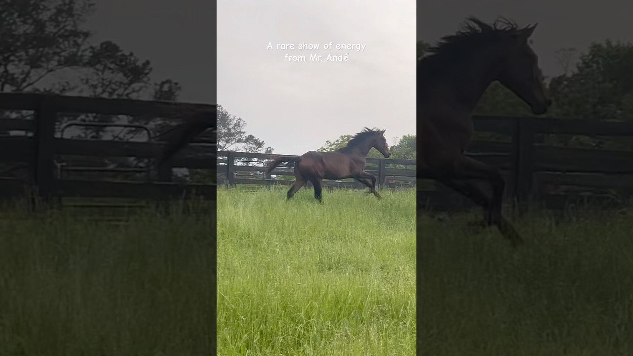 My precious perfect baby 🥹😍🤩 1 y/o!!! #horse #equestrian #yearling #baby #pony