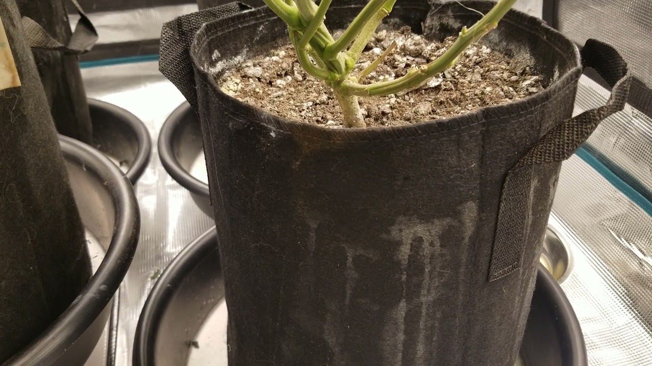 Update on the grow. Green Crack and Mandy 50/50.