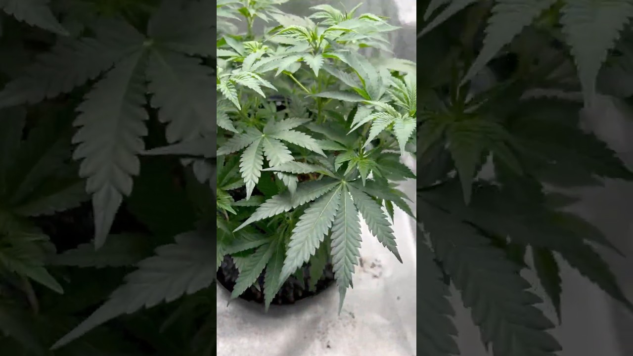 Watermelon Skittles week 6 #weed #420 #cannabis
