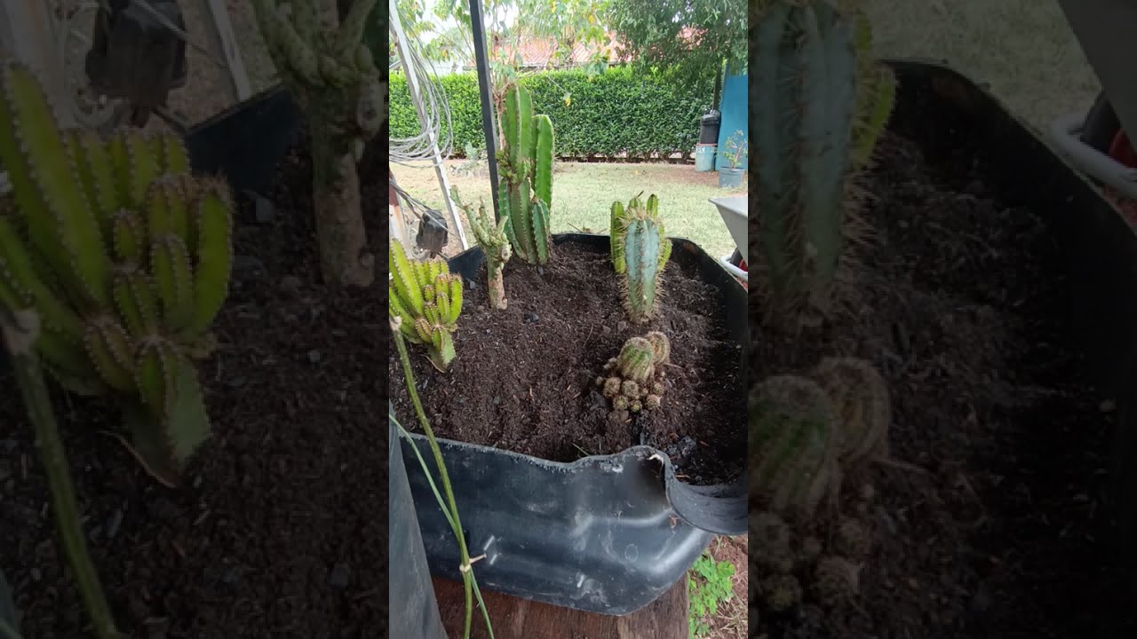 plantando cactos matriz 