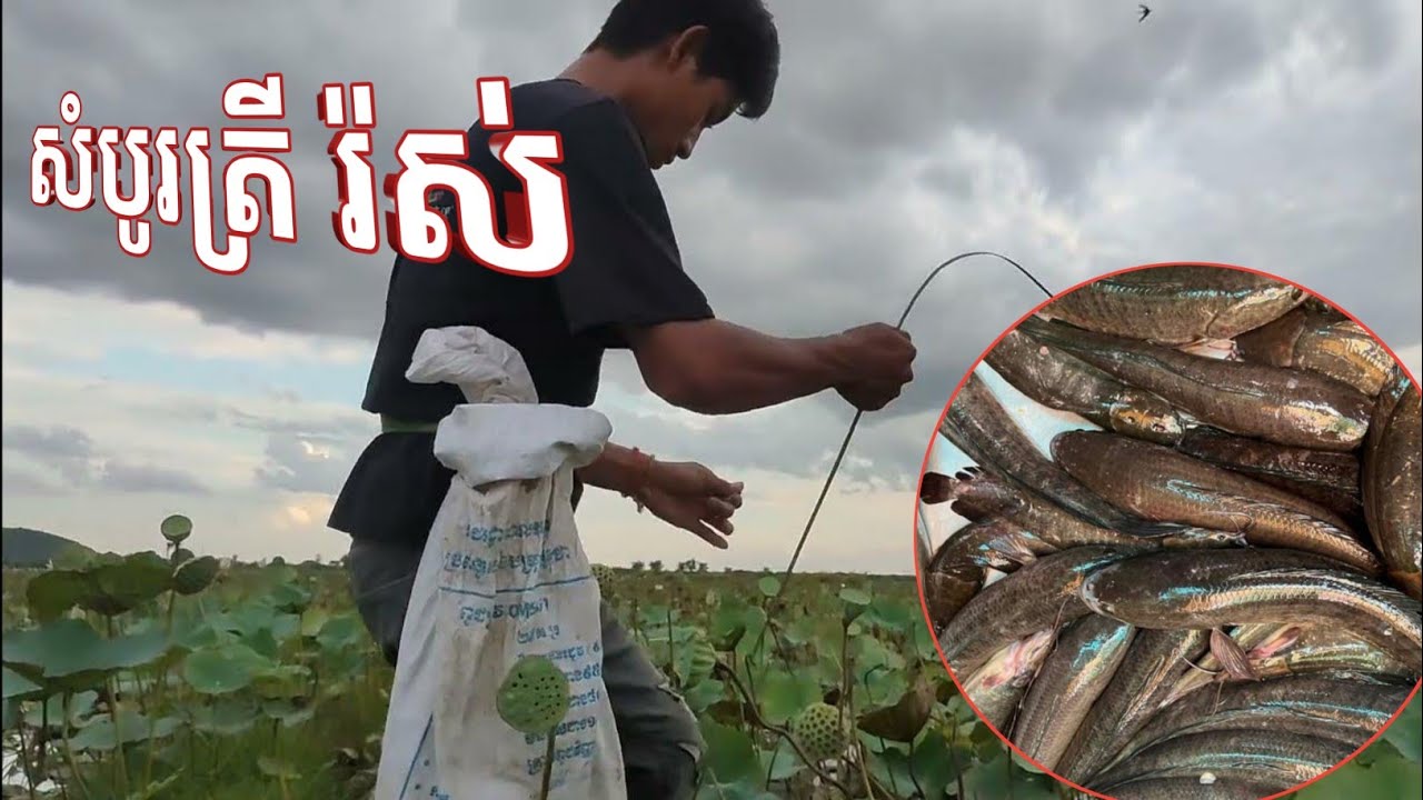 ដល់ខែដាក់ បង្កៃទៀតហើយ សំបូរត្រីណាស់បងប្អូន នៅបឹងឈូក - khmer fishing