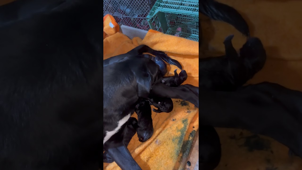Okot Kuje Cane Corso 🤪🤪Dobila 12 Beba 😍🥰😘