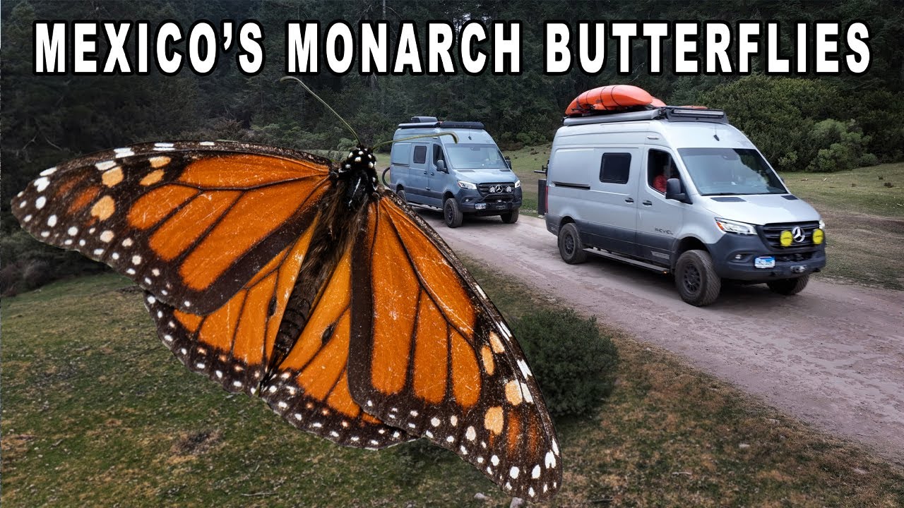 Discovering Millions of Monarch Butterflies: Sierra Chincua Sanctuary, Mexico - Southbound Pan-Am 25