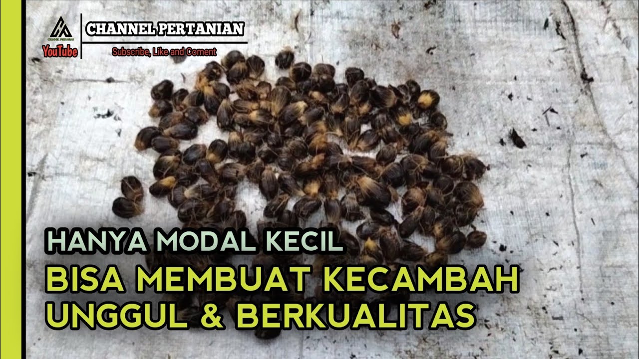 MEMBUAT KECAMBAH SAWIT SENDIRI YANG BERKUALITAS DAN UNGGUL