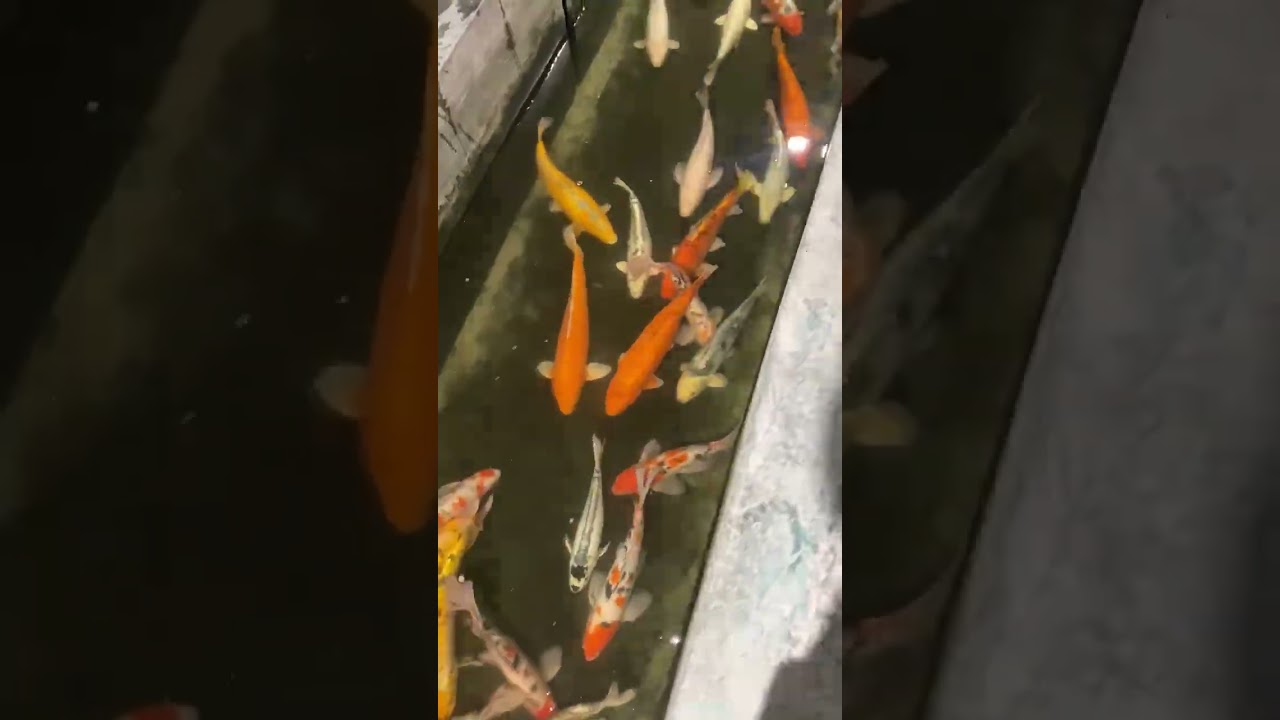 Tarlaki Karpi KOI