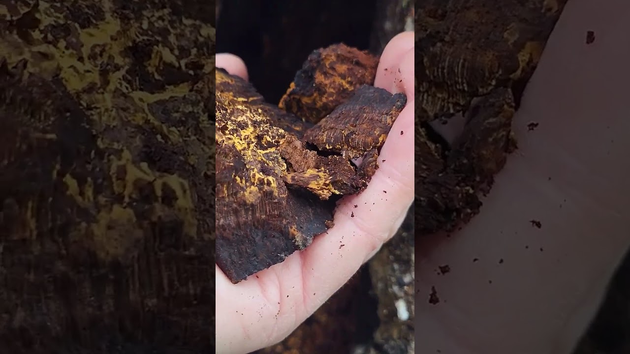 Chaga_2