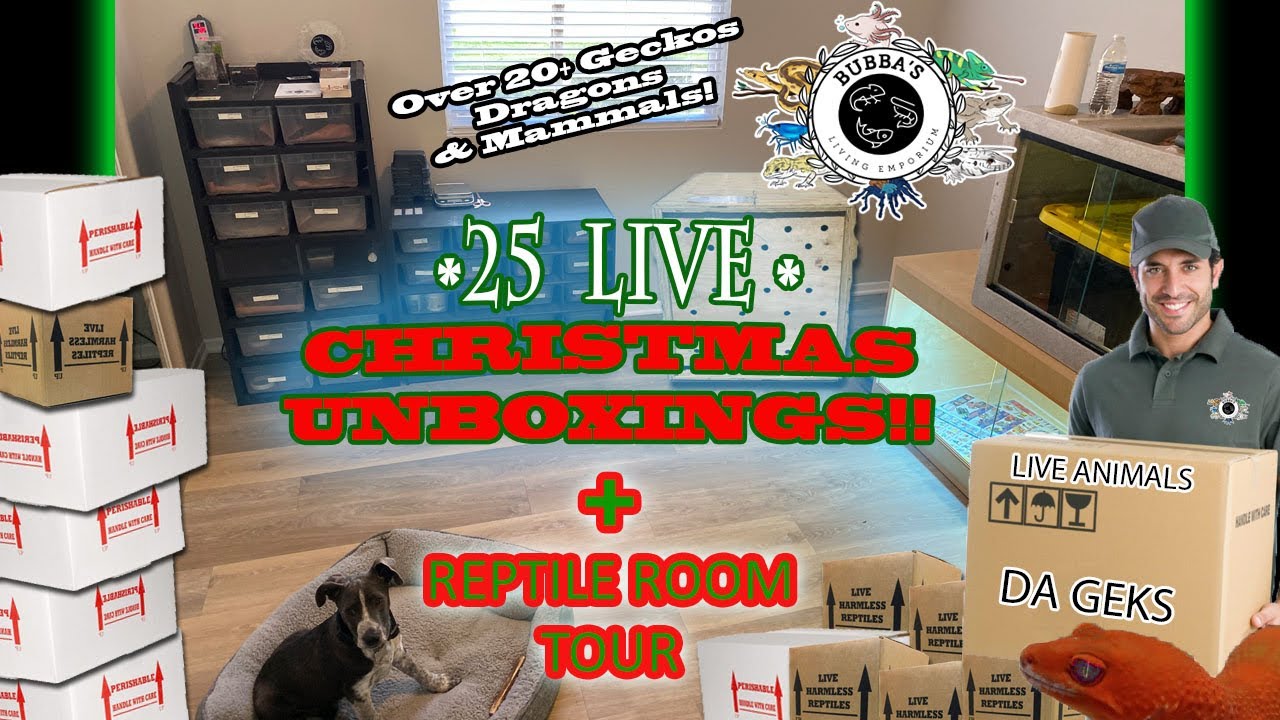 CHRISTMAS 2019- 25 REPTILE UNBOXINGS + CHRISTMAS 2019 REPTILE ROOM TOUR!!!