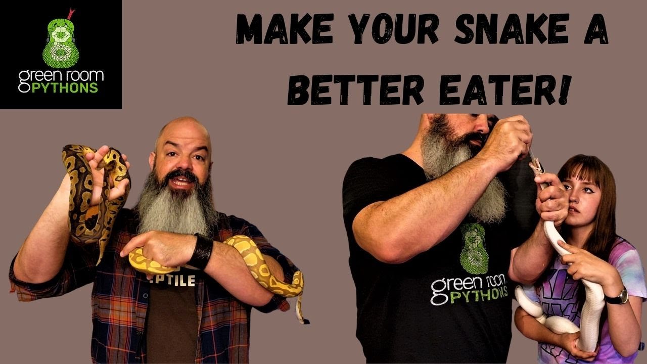 Snake Doesn't Eat Well? Here's ONE really good tip!