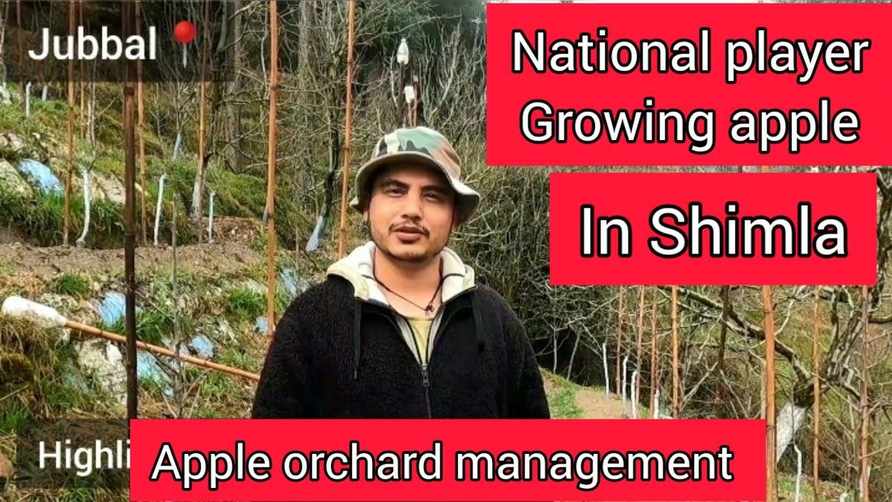 Shimla's National Player Growing Apple | Apple Orchard Management | High density apple