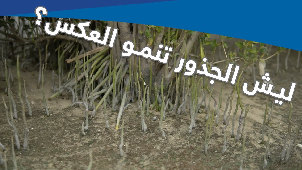 المركز العلمي يقدم برنامج 