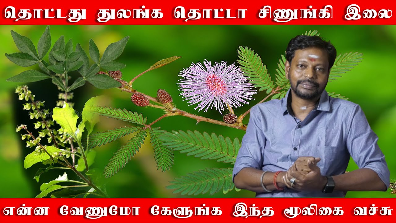 என்ன வேணுமோ கேளுங்க தொட்டா சிணுங்கி இலை வச்சு  | தொட்டது துலங்க வைக்கும் மூலிகைகள்