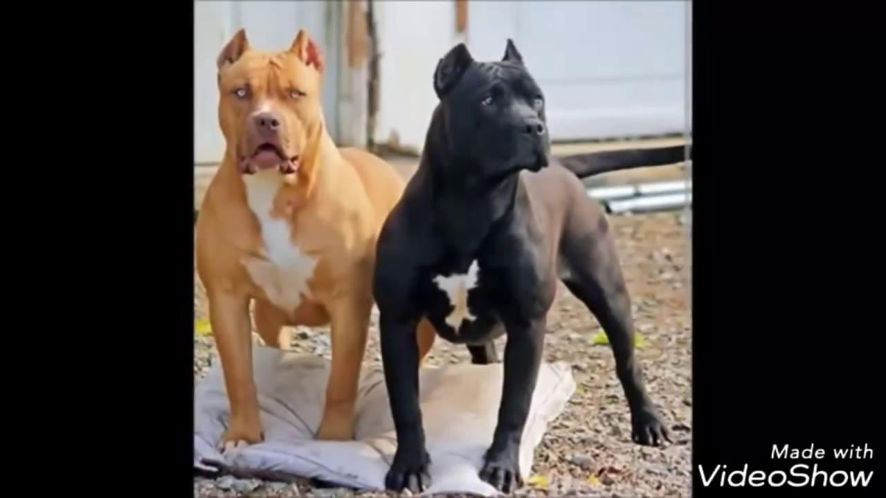 OS PITBULL'S MAIS LINDOS DO MUNDO - PARTE I