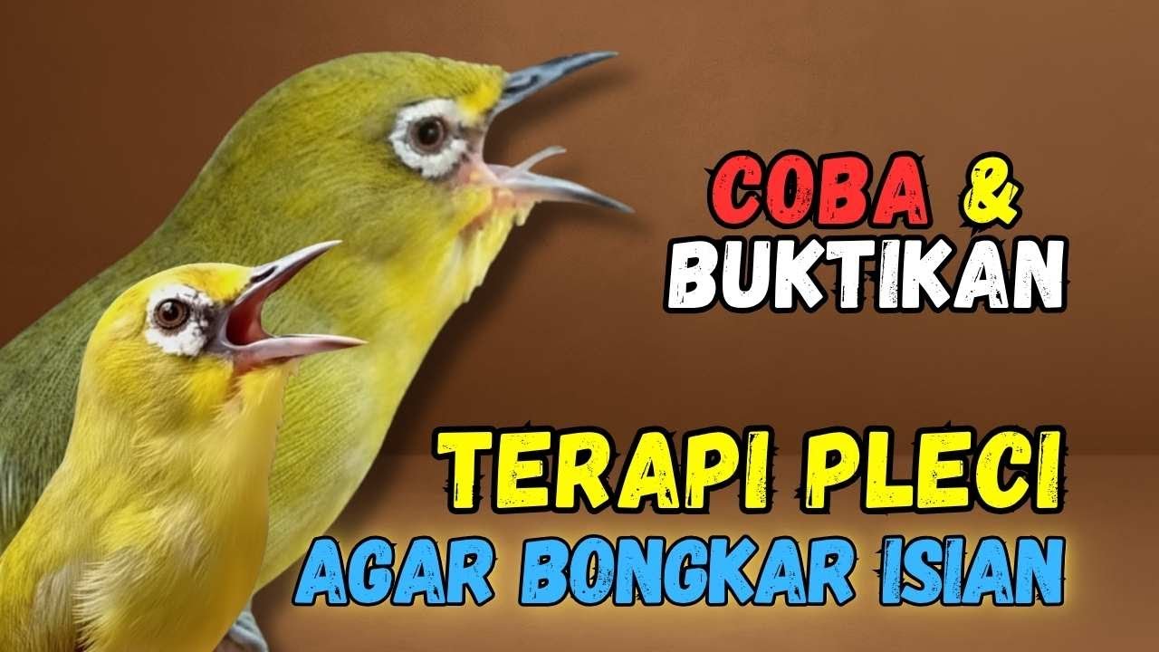 Pleci RIBUT Cocok Buat Terapi Pleci Bahan dan Pancingan Pleci Malas Bunyi